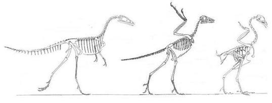 Compsognathus, Archaeopteryx, Gallus