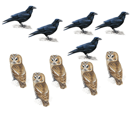 Ravens_and_Owls